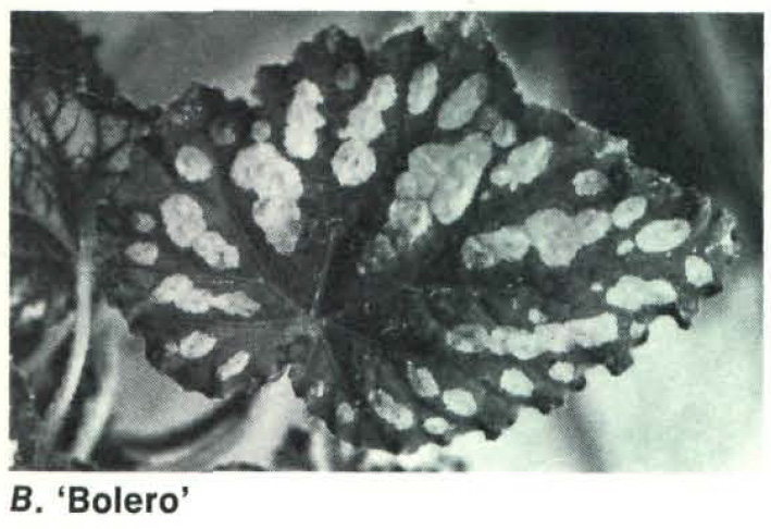 B. ‘Bolero’